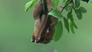 20240427 Eastern Red Bat [upl. by Kerad533]