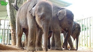 Three cute baby elephants are waiting to join a new elephant herd or a home [upl. by Sonstrom]