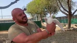 Camperos que paséis un Feliz Viernesse llevan las palomas blancas para soltarlas en la Romería👍😘 [upl. by Aihsenet]