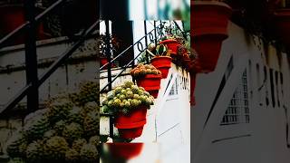 Cactus Collection 🌵🌵😱 youtubeshorts shorts entrancedecor garden homeentrance gardening cactus [upl. by Labotsirc]