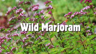 Wild marjoram Oregano identification [upl. by Aynatal]