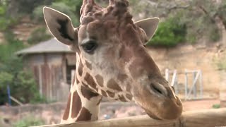 City of San Antonio celebrates World Giraffe Day [upl. by Anividul]