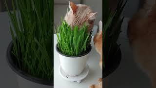 My cats enjoy grass more than anything else ASMR [upl. by Clute]