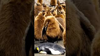 Cutest Penguin Chicks Everpenguin baby животных shorts [upl. by Cruce]