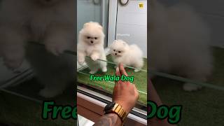 FREE POMERANIAN DOG AVAILABLE  POMERANIAN DOG PRICE IN INDIA shorts viralshorts cutedog puppy [upl. by Etteniuq615]