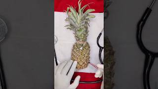 Worms in the Pineapple needs surgery remove the worms good luckshortsytshortsfunny fruitsurgery [upl. by Rubina]