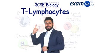 TLymphocytes  ALevel Biology [upl. by Enwad]