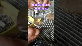 Jual muntahan ikan paus [upl. by Tsugua]