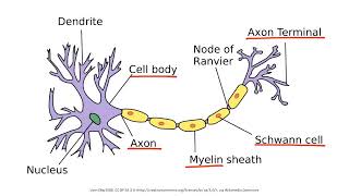 Demyelinating Disease  full video educational video [upl. by Suillenroc344]