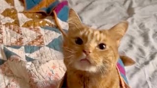 Does This Cat Have A Scouse Accent [upl. by Echo]