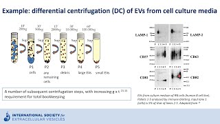 Ultracentrifugation to isolate extracellular vesicles [upl. by Mosnar]