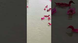 যে কারণে হাঁসের রঙ লাল করা হয় shorts RedDuck Cholonbil Farming [upl. by Thorrlow]