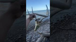 Deadhead On the Beach 🦌 deer lakeontario deerhead antlers deerhunting shorts [upl. by Yseulta]