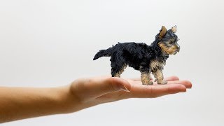 18 SMALLEST Dog Breeds On Earth [upl. by Lore2]