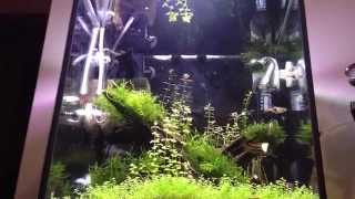 aquarium plants 30L [upl. by Steinke961]