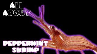 All About The Peppermint Shrimp [upl. by Agbogla110]