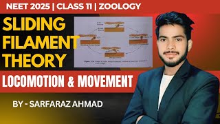 SLIDING FILAMENT THEORY  MUSCLE CONTRACTION  human physiology  by Sarfaraz Ahmad [upl. by Bayless]