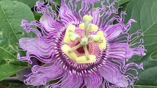 Medicinal Plant  Passion Flower [upl. by Granger]