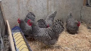 amrock chicken breed 🐓🐓🐓😍😍 [upl. by Yhtommit424]