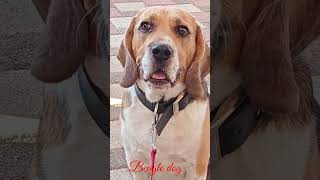 Beagle dog 🐕 barking sound 5kviralshorts [upl. by Saba713]