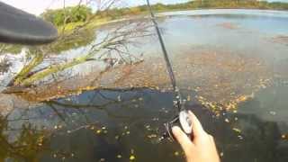 Fishing Dead Coontail Mats for Big Largemouth Bass [upl. by Cohbert]