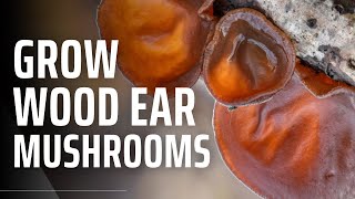 How to Grow Wood Ear Mushrooms  Auricularia auricula judae [upl. by Arette]