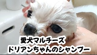 【マルチーズ】第１１話 愛犬マルチーズドリアンちゃんのシャンプー [upl. by Vikki]