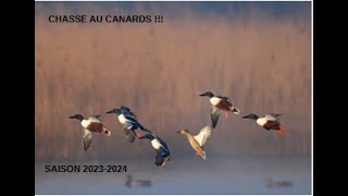 CHASSE DES CANARDS ET DES LIMICOLES SAISON 20232024 EPISODE 1 [upl. by Ardnos]