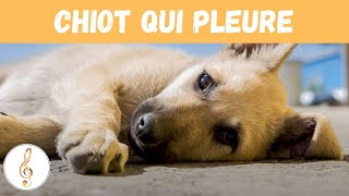 Chiot Qui Pleure Bruit [upl. by Keung]