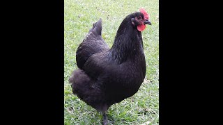 About Black Australorp chickens for backyard pets and eggs [upl. by Atsillak]