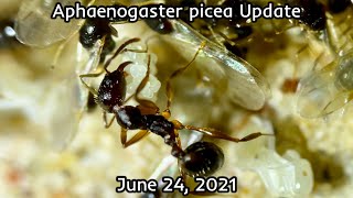 Aphaenogaster picea Update June 24 2021 [upl. by Leund403]