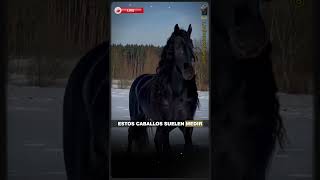 🐴El Majestuoso Caballo Frisón Historia Belleza y Elegancia🐎 shorts viral caballos short [upl. by Rebbecca]