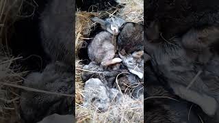 Кролики Четырнадцатидневники rabbitfood bunny rabbitry animals rabbit rabbitfarming  cute [upl. by Bloomer]