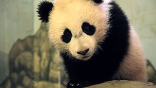 How a Pandas Fur Transforms Over its Lifetime [upl. by Halil]