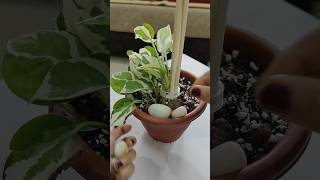 repotting my Epipremnum aureum njoy pothos indoorplants gardening [upl. by Aiyot]