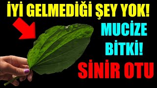 MUCİZE BİTKİ SİNİR OTU İYİ GELMEDİĞİ HASTALIK YOK [upl. by Ennirroc]