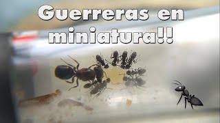 8  Las locas Nylanderia y las pequeñas Brachymyrmex [upl. by Lothair930]