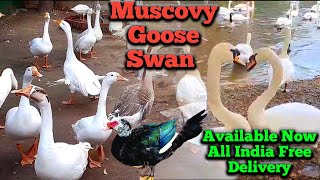 Muscovy  Swan  Goose  Available For Sale Free Delivery All India 919332802826 [upl. by Llerdnad765]