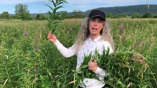 Foraging Fireweed Medicinal Herb [upl. by Fanchie4]