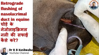 Retrograde flushing of nasolacrimal duct in equineघोड़े के नेजोलेक्रिमल नली के सफाई कैसे करेDr RBK [upl. by Anahsek]