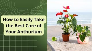 How to Easily Take the Best Care of Your Anthurium [upl. by Reseda991]