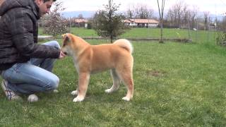 basic training akita puppy addestramento base cucciolo akita [upl. by Ramon]