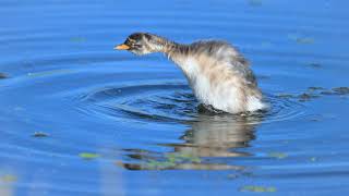 Little Moments  Little Grebe Juveniles Preening Routine [upl. by Yenittirb]