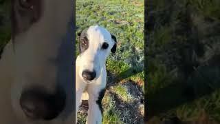 Greyhound Puppies Are So Cute dog cutedogs puppy irishgreyhounds dogs greyhound dogdog pup [upl. by Hallett]