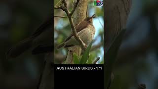 171 Brownbacked Honeyeater shorts [upl. by Lonna]