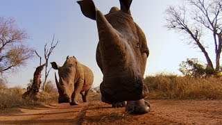 GoPro Rhino Kiss [upl. by Imojean911]