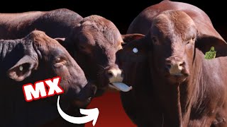 Santa Gertrudis Cattle in México [upl. by Zere439]