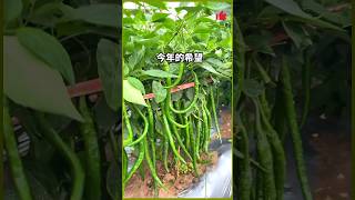 Pepper planting planting tips technology increase production and income is the hard truth [upl. by Incrocci]