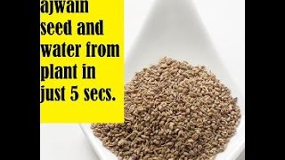 Extracting ajwain water and seed from ajwain plant in just 5 secs ajwain [upl. by Janice]