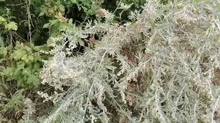 Pelinul Artemisia absinthium [upl. by Radack130]